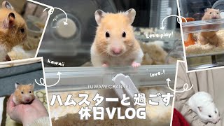 ハムスターと過ごす休日vlog𓎤𓅮