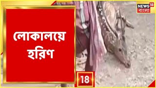 Bangla News | লোকালয়ে ঢুকে পড়ল হরিণ! বেঁধে রাখলেন স্থানীয়রা, তারপর? Salboni