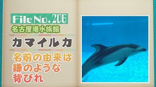 名前の由来は鎌のような背びれ！カマイルカ【どうぶつZOO鑑】2024年6月7日放送