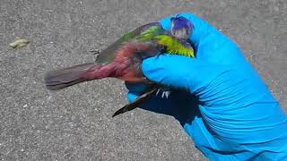 Birdinsanity! Painted Bunting... 💀RIP