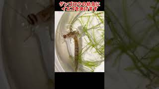 ゲンゴロウ幼虫に餌やり#水生昆虫#いきもの大図鑑 #ナミゲン#タガメ