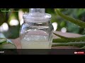 കറ്റാർവാഴ ജെൽ aloe vera gel എങ്ങനെ വീട്ടിൽ തന്നെ ഉണ്ടാകാം make and store aloe vera gel at home