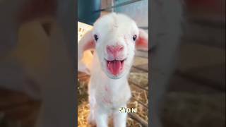 Cute goat funny video #goat #shorts #youtube #cute #reels #funny #viral #baby #funnyvideo #sheep
