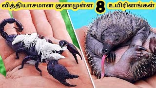 வித்தியாசமான உயிரினங்கள் || Seven Amazing Talent Creatures || Tamil Info Share