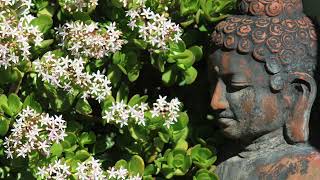 Spring Blossom | Healing Meditation
