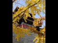 autumn in beijing is very peaceful