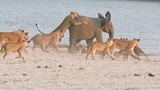 One Elephant vs. 14 Lions! Who Wins? [Video]