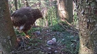 LDF Mazais ērglis~ The little one falls on his back~18:04 PM 2019/06/15