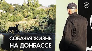 Собачья жизнь на Донбассе | Накипело