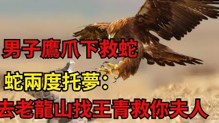 民間故事：男子鷹爪下救蛇，蛇兩度托夢：去老龍山找王青救你夫人【老黑話詭】#六六民间故事 #民間故事#花開富貴#深夜淺讀#奇聞異事#爽文