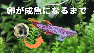 【成長記録part 1】Fundulopanchax gardneri makurdi long fins from hatching to adulthood