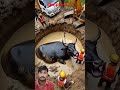 🐂 a black cow fell into huge well rescued by helpers humanity animals cow cowlover rescue