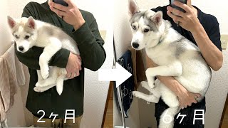 シベリアンハスキーの子犬のわんぱく成長記録【2ヶ月〜6ヶ月編】