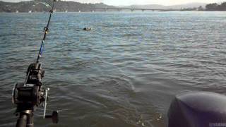 Flying Fish in Alsea Bay