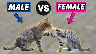 Male vs Female Cats: The 6 Crucial Differences