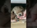 삼돌이 잠이많은 아기강아지 말티푸 강아지일상 강아지브이로그 samdol puppy pet