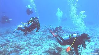 帛琉潛旅 Palau Diving Tour