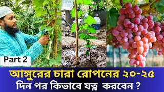 আঙ্গুরের চারা রোপনের ২০ থেকে ২৫ দিন পর কিভাবে যত্ন নিবেন । ভুল হলেই বিপদ