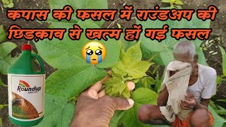 कपास की फसल मैं राउंडअप की छिड़काव करे या नहीं! Agro Pro ! glyphosate use in cotton crop