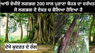 ਆਓ ਵੇਖੀਏ ਲਗਭਗ 200 ਸਾਲ ਪੁਰਾਣਾ ਬੋਹੜ ਦਾ ਦਰੱਖਤ ਜੋ ਲਗਭਗ ਦੋ ਏਕੜ ਚ ਫੈਲਿਆ ਹੋਇਆ ਹੈ Oldest Tree Of Punjab