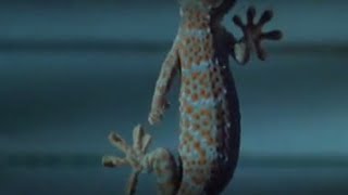 Curling Toes & Technological Advances | Space Age Reptiles | BBC Studios