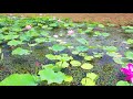 琵琶湖内湖の花園を飛ぶ ドローン空撮　４ｋ動画