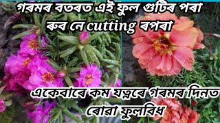 #vlog46 গৰমৰ বতৰত ফুলনিত কি ফুল ৰুব/portulaca ফুলৰ পুলি সহজেই কেনেকৈ কৰিব পাৰি@rimpysgardening