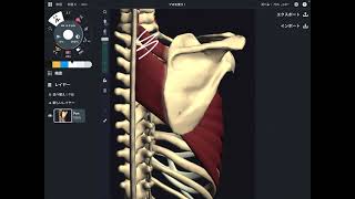 Anatomical relationship of rhomboid and serratus anterior (English)