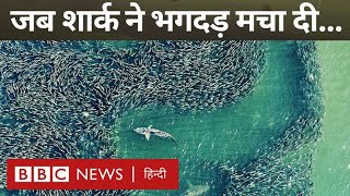 Shark Attack : जब शार्क के हमले ने हज़ारों मछलियों के बीच खलबली मचा दी... (BBC Hindi)