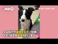 牧羊犬往後倒被牢牢接住！躺懷裡搖尾撒嬌｜寵物動物｜狗｜信任遊戲｜精選影片