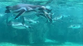 フンボルトペンギンのエサやり　葛西臨海水族園　Feeding the Humboldt penguin