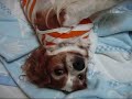 眠い眠いをする犬 cavalier