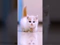 lovely kitten 😻 subscribe for more videos shorts cat lovelycats kitten kittycat cats