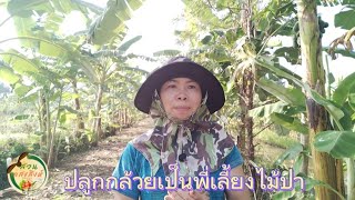 ปลูกกล้วยเป็นพี่เลี้ยงไม้ป่า#เกษตรก่อนเกษียณ #โคกหนองนา #เรื่องกล้วยๆ