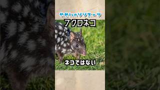 【激カワ珍獣】野生のゾゾスーツ：フクロネコ