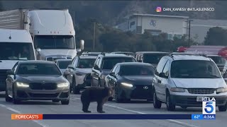 Bear brings traffic to a halt on busy SoCal freeway