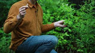 Medicinal Uses of Japanese Honeysuckle