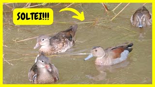 Soltei Pato Ring Teal e Pato Mandarim no Lago da Chácara | Gutejando