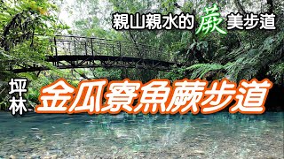 20240915 生態蓬勃的植物教室，彷彿置身奇幻森林中|坪林金瓜寮魚蕨步道