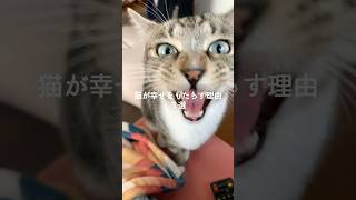 猫が幸せをもたらす理由3選 #猫 #ねこ #猫のいる暮らし #猫のいる生活 #保護猫 #雑学 #猫好きさんと繋がりたい #猫動画 #猫好き #猫との暮らし #ねこ好き VOICEVOX:ずんだもん