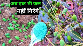 इस चीज से आम के फल नहीं झडेंगे |Mango tree fruit dropping solution| Mango plant liquid Fertilizer ||