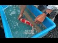 【錦鯉】4歳池揚げ 2022 パート4　yonsai harvest 2022 part 4【koi】