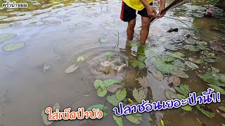 ปลาค่อหลายคัก!! ปักเบ็ดปลาป่าบัว เหยื่อแมงลิ้นหมา Ep.131 by ครัวบ้านผม