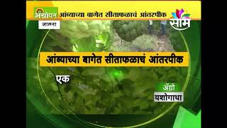 आंब्याच्या बागेत सीताफळाचं आंतरपीक ; सीताफळाच्या आंतरपिकातून दीड लाखांचा नफा