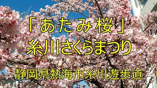 「あたみ桜」 糸川さくらまつり 静岡県熱海市糸川遊歩道