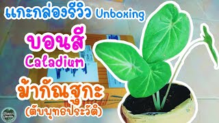 #unboxing #แกะกล่องรีวิว #บอนสี ม้ากัณฐกะ #สวนครีมโอ #ปลูกบอนสี