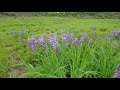 wild blue lupine