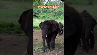 🐘แสนชัย พี่ชายน้องมีนา ลูกแม่แสนดี น่ารักมากๆ #ช้างตระกูลแสน #พลายแสนชัย #พังแสนดี #พังมีนา #คชบาล