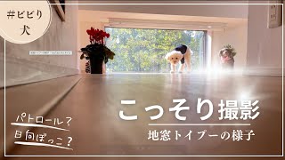 【癒し】ひなたぼっこ犬 #2 モニタリング