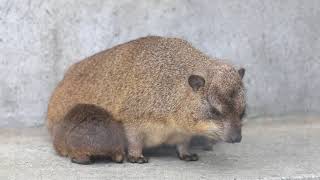 ケープハイラックス、生後2日目からおよそ1か月半の成長！Cape Hyrax, 2 days to approximately 1.5 months old and growing